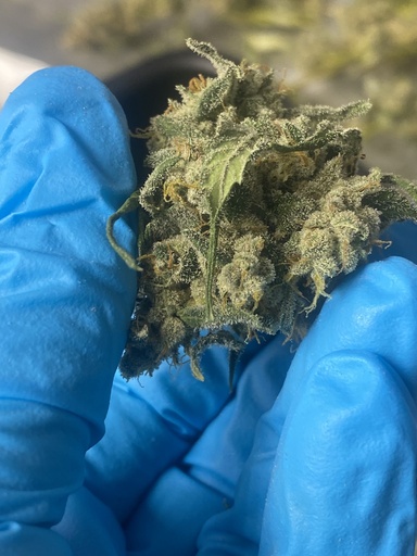 Arbeitsdienst: Trimmen